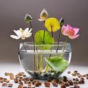100% Germination Lotus Mix Flower Seeds (Pack Of 25 Seeds)...