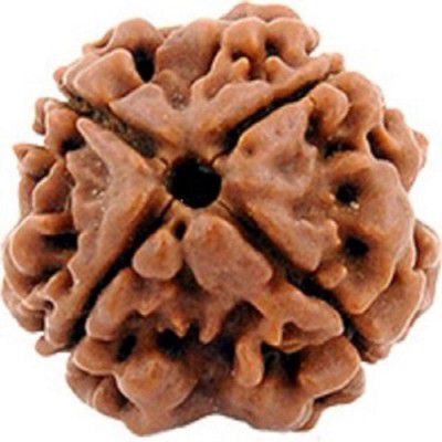 4 Mukhi Rudraksha Nepali Rudraksh Bead Original & Certified Rudraksha for Men and Women, Color Brown, Origin Nepal