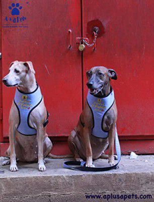 A+a Pets' Pataka' Harness and Leash Combo Set, Size-S