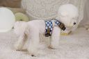 A+a Pets' Retro Vest Style Combo of Harness & Leash Set, No Pull, No Escape, Breathable, Cute Soft Prints for Puppies, Small Dogs, Cats (Polka, Blue, Large)...
