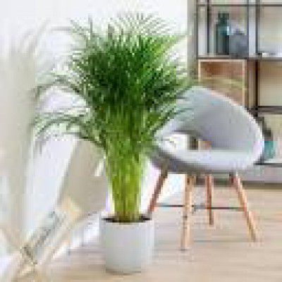 ABEFARIYA Areca Palm  (Hybrid, Pack of 1)