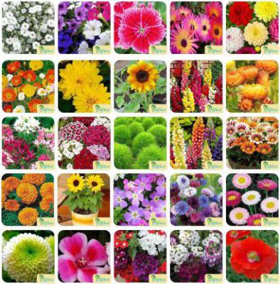 Agnico Agnico 25 Varieties of Flower 1815+ Seeds For Your Garden Beautiful Bloom High Germination Seeds with Instruction Manual Seed (1815 per packet)