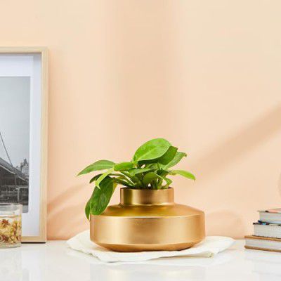 Amazon Brand - Solimo Flower Vase with Rust-Resistant Coating | Stylish and Easy-to-Clean Finish | Compact Design for Modern Décor | Pot Vase - Gold