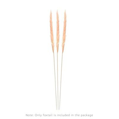 Amazon Brand - Solimo Natural Foxtail Bunch for Home Décor and Gifting (3 Stems, Light Pink)