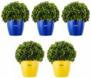 Amazon Brand - Solimo Round Planter, Set of 5 (Blue 3 Pc, Yellow 2 Pc)...