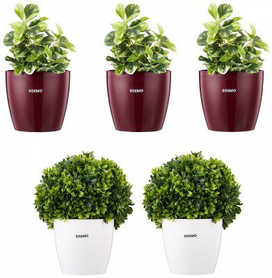 Amazon Brand - Solimo Round Planter, Set of 5 (Claret 3 Pc, White 2 Pc)