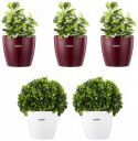 Amazon Brand - Solimo Round Planter, Set of 5 (Claret 3 Pc, White 2 Pc)...