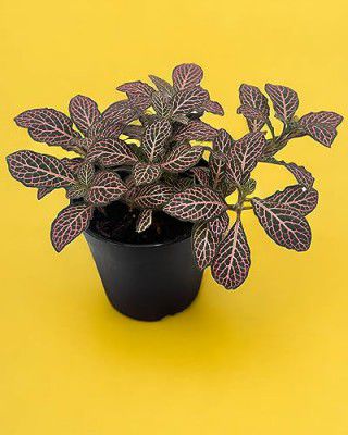Amulya FARMS & NURSERY Indoor Plants for Living Room, Home, Kitchen & Office Decor | Air Purifier Live Plant | with Free Maxi Grow NPK fertilizer | Nerve Plant | Black Pot Included (Pink Fittonia)