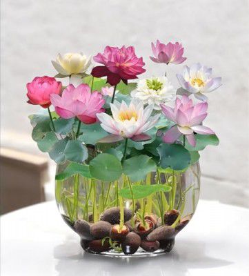 Amulya Farms Lotus Flower Seeds for Home Garden Pack of 20