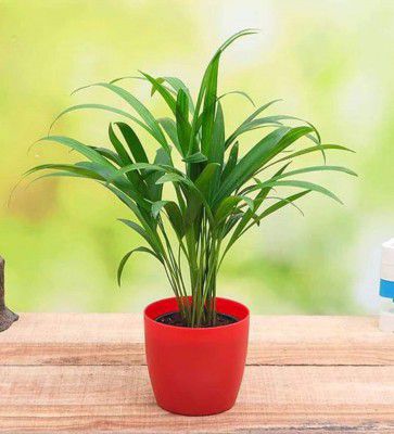 Areca Palm With Pot Natural Plant