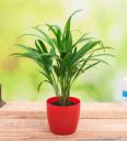 Areca Palm With Pot Natural Plant...