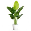 Bird of Paradise Artificial Plant – 4ft Tall Faux Banana Leaf Tree with 8 Leaves | Realistic Indoor Floor Plant for Home, Living Room, Office & Bedroom Decor | Without Pot...