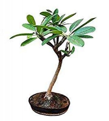 Bonsai Hub Live Champa/Plumeria Flower - 3 Years Old Bonsai Plant With Bonsai Pot