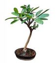 Bonsai Hub Live Champa/Plumeria Flower - 3 Years Old Bonsai Plant With Bonsai Pot...