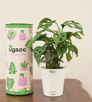 Ugaoo Broken Heart Natural Plant With White Self Watering Pot