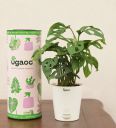 Ugaoo Broken Heart Natural Plant With White Self Watering Pot...