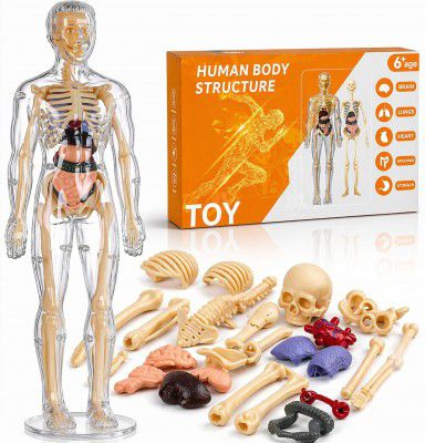 Buddynjoy 3D Human Body Structure Model Kids Toy | Skeleton Puzzle Science Kit for Anatomy (Multicolor)