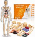 Buddynjoy 3D Human Body Structure Model Kids Toy | Skeleton Puzzle Science Kit for Anatomy (Multicolor)...