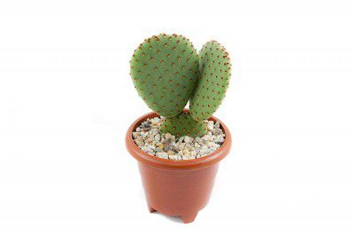 CactusLab Opuntia Bunny Ears Red Cactus Live Plant