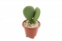 CactusLab Opuntia Bunny Ears Red Cactus Live Plant...