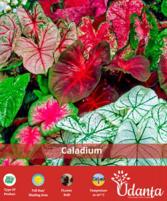 Caladium Beautiful Multi-coloured Fancy Leaves pack of 10 by Udanta® Seeds