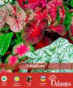Caladium Beautiful Multi-coloured Fancy Leaves pack of 10 by Udanta® Seeds...