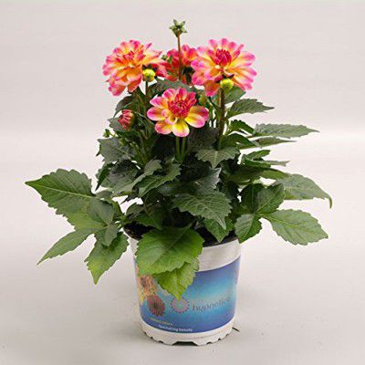 Creative Farmer Dahlia Flower Plant Seeds Pack