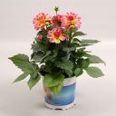 Creative Farmer Dahlia Flower Plant Seeds Pack...
