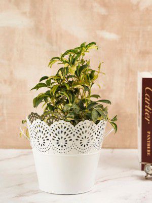 DecorTwistMetal Planter Pot