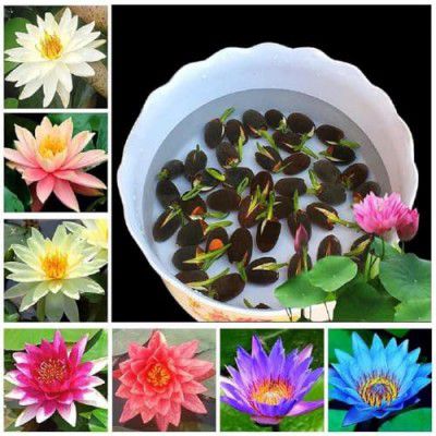 DHYANEXA 100% Germination Lotus Mix Flower Seeds (Pack Of 25 Seeds) 