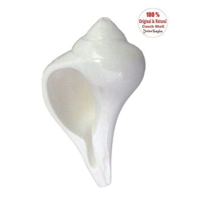 DivineTemples SHKDV00P155 Dakshinavarti Shankh (White)