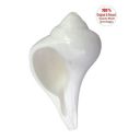 DivineTemples SHKDV00P155 Dakshinavarti Shankh (White)...