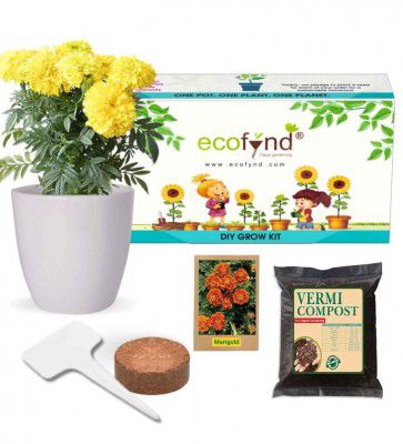 DIY Growkit for Marigold- Grow it Yourself