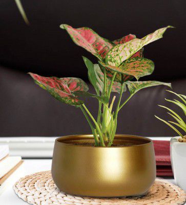 Ecofynd Gold Metal Zoe Desk Planter