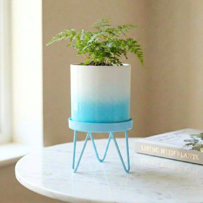 ecofynd Lucas Metal Plant Pot with Sky Blue Stand, Modern Style Planter Set (PWS032-WHTSBL)