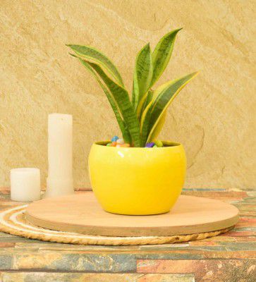 Everett Iron Yellow Desk Pot