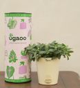 Fittonia Green (Nerve) Natural Plant In White Self Watering Plastic Pot...