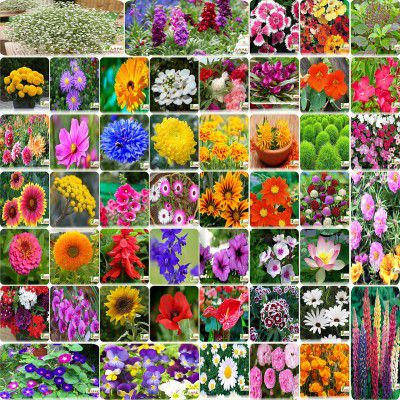 FLARE SEEDS Indias Most popular Flower Seeds Outdoor Combo of 50 Packet of Seeds Garden Flower Seeds Pack By FLARE SEEDS