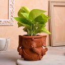 FlowerAura Decorative AirPurifying Money Live Indoor Plant With Clay Terracotta Ganesha Shape Pot Vase For Living Room, Balcony, Table Desk, Office/Home Decoration...