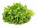 Fresh Coriander, 100 Gm - Leaves...