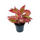 Garden Art Aglaonema (Lipstick Single Stem) Natural Live Indoor Plant with 7.5 cm Pot...