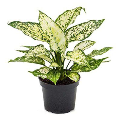 Garden Art live indoor plant (Aglaonema Snow White)