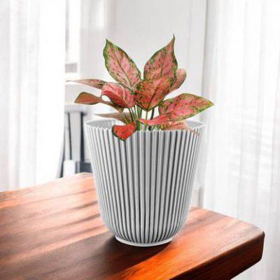 Gardens Need 4Inch(9.6CM) Flower Plastic Pot 