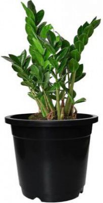 Gardens Need 5.5-Inch (13.97 cm) Nursery Flower Pot Round Set of 1, Planter for Versatile Plant Container Set  (Plastic)
