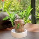 GAYATRI CREATION Bamboo Lucky Wood Good Luck Live Plant Lucky Brazil Wood Potted Plant (without Pot pack of 1)...