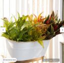 Gold Dust White And Golden Metal Railing Planter...