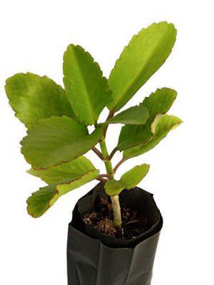 Gurveplantationi - Patharchatta Panfuti/Bryophyllum Pinnatum/Miracle Leaf Plant for Kidney Stone Medicinal Live Ayurvedic Kalanchoe Pinnata Plant (Patharchatta Kalanchoe Pinnata Plant, 1)