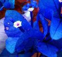 HEALTHYAURA Live Flowering Plant Bougainvillea Creepers The Vibrant Small Compact/Bushy Shrub Plants For Home Garden Plant(1 Healthy Live Plant) (BOUGAINVILLEA BLUE)...