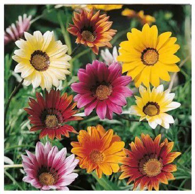 Hudgle Gazania Mix M Color Flower Seeds For Home Gardening (100 seeds Pack)