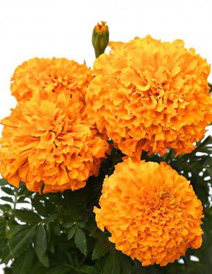 Hudgle Marigold M Color Flower Seeds For Home Gardening (50 seeds Pack)